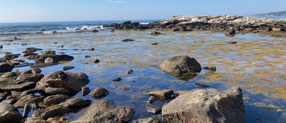 Ocean tide exposing rocks and seaweed under a bright clear sky.