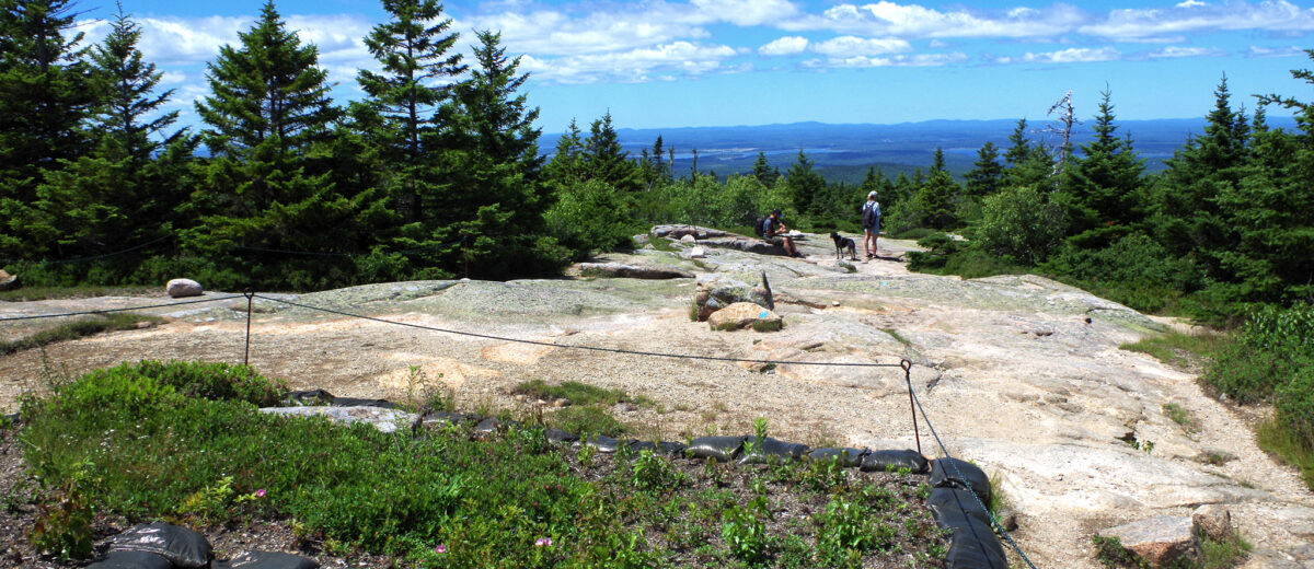 View of plant restoration work near summit of Cadillac Mountain in Acadia National Park. The treeline is shown in the background beneath a bright sky scattered with billowy clouds.