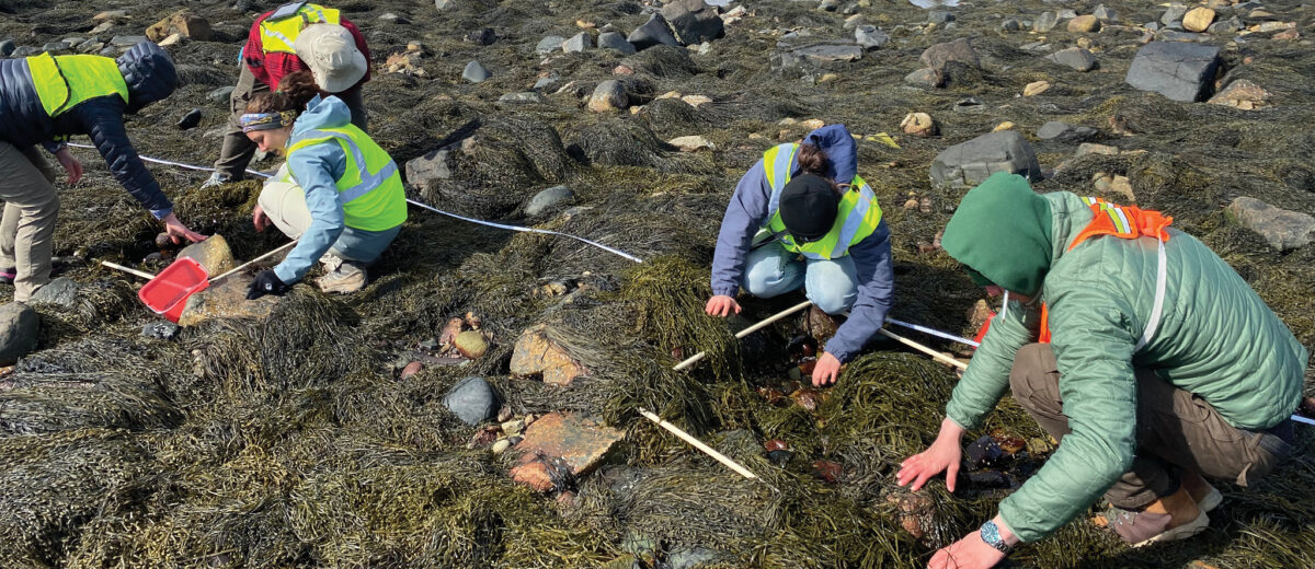 Middle school students dig through rockweed in the intertidal zone, searching for crabs.