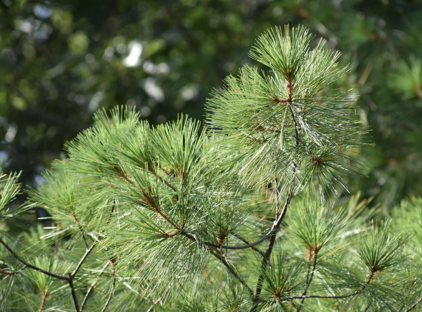 Close-up view of eastern white pine.
