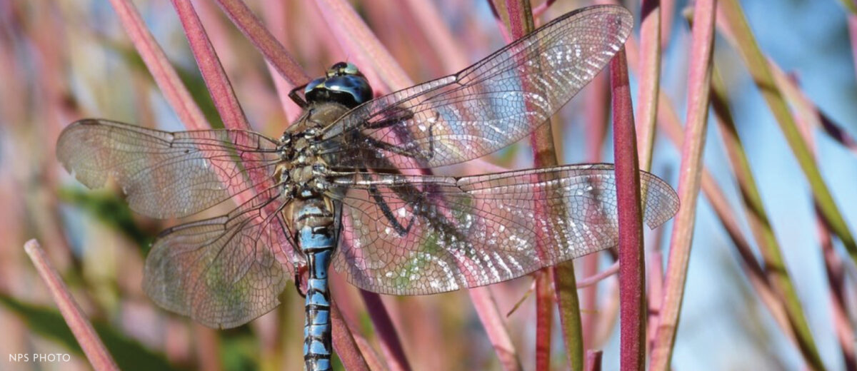 An adult Azure Darner dragonfly at Lake Clark National Park and Preserve. Citizen scientists across the country are at work on a project to measure mercury in dragonflies/NPS