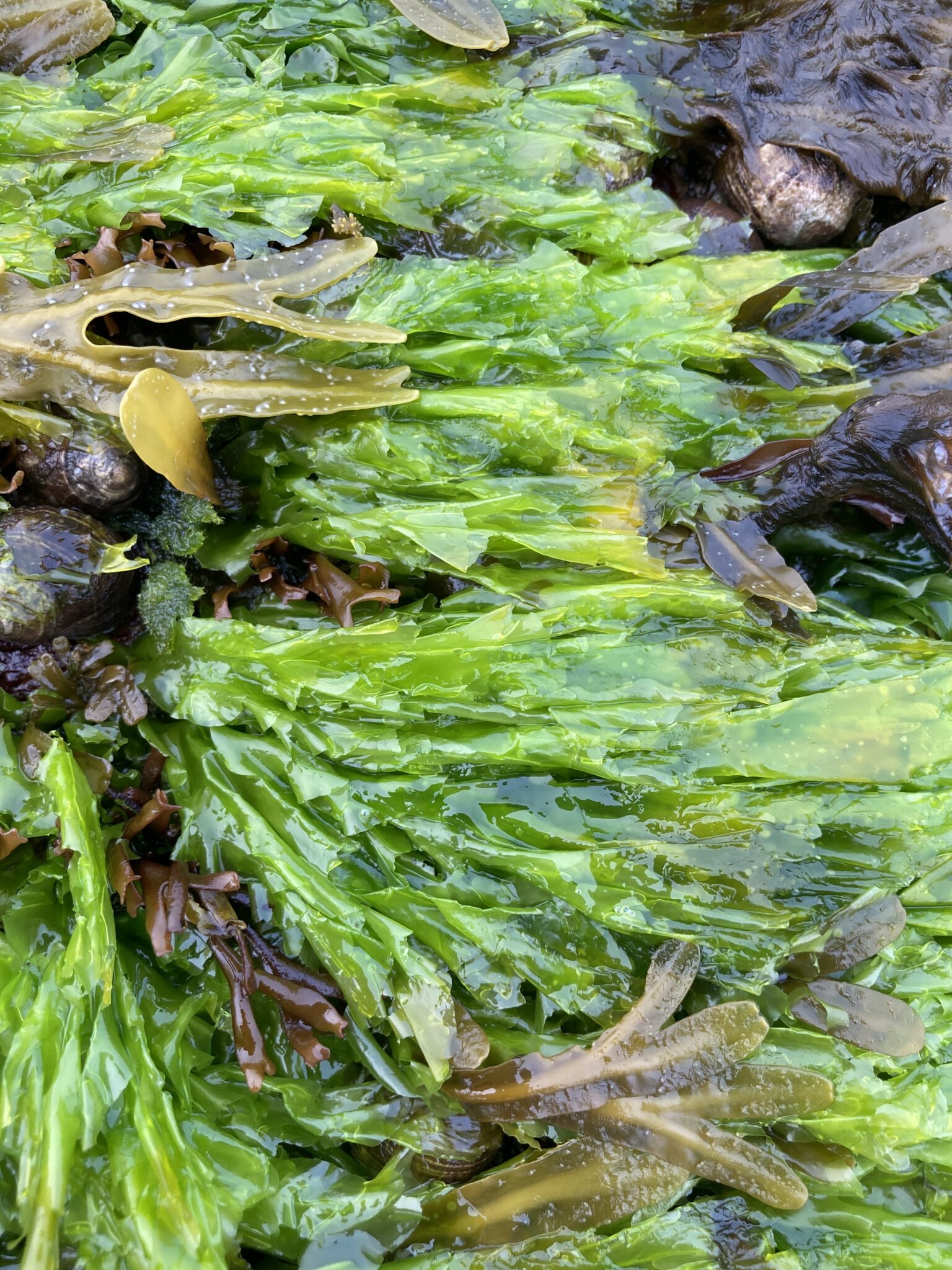 Close-up view of seaweed from Inner Bar Island.