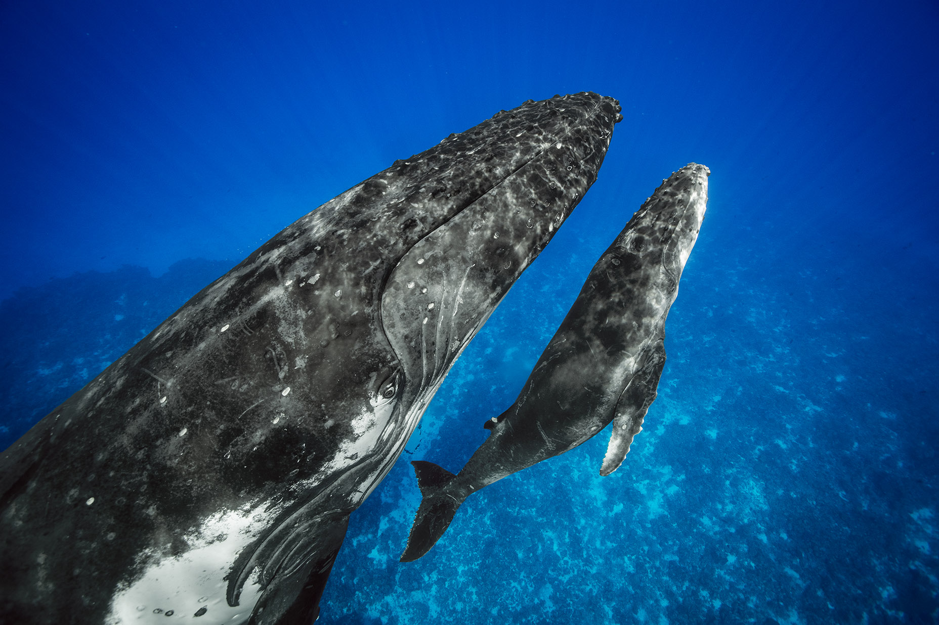 Two humpback whales