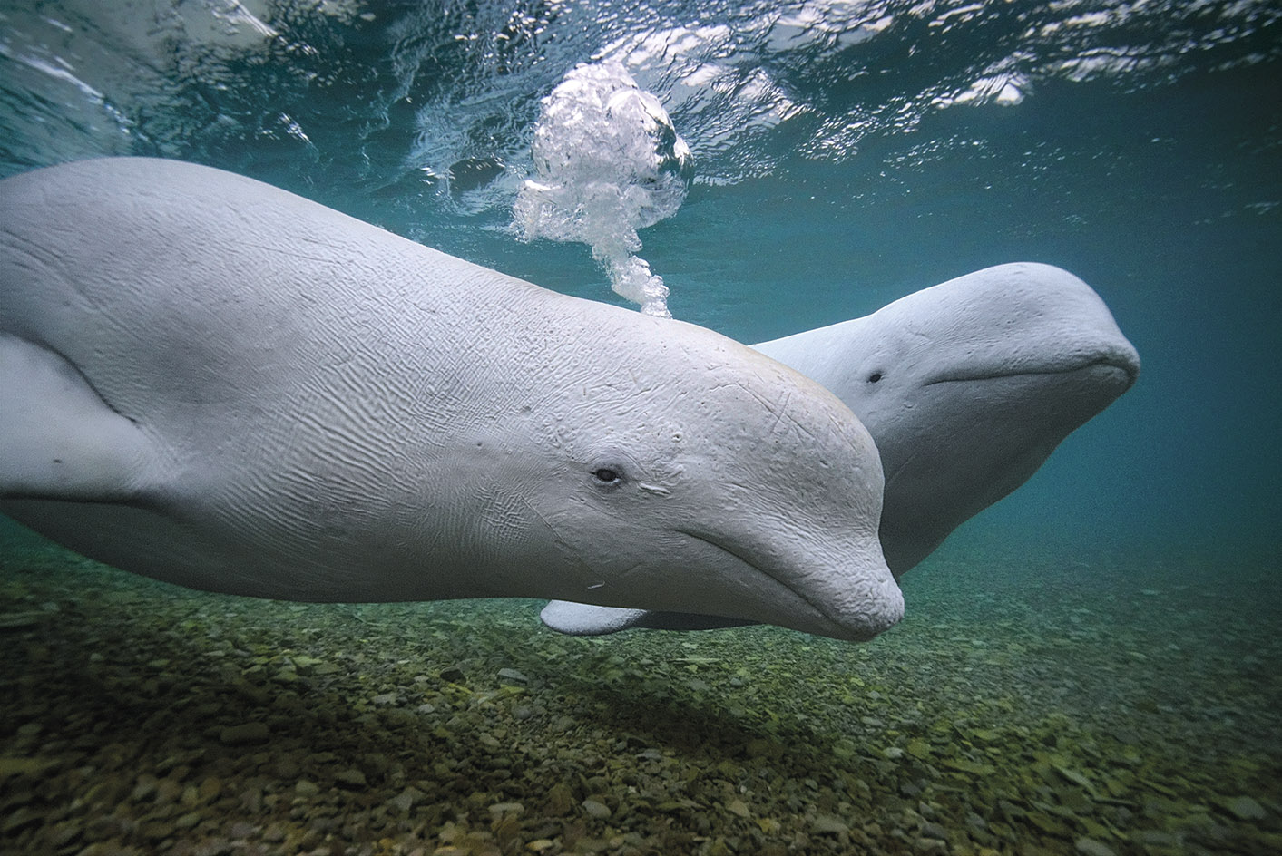 Beluga Whales underwater at Cunningham Inlet on Somerset Island in the Canadian Arctic.