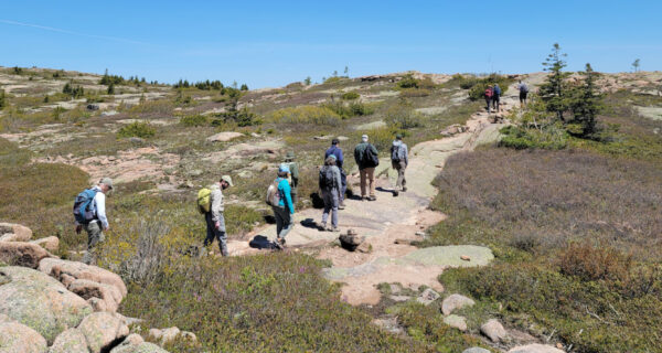 Under a clear blue sky, a line of people hike along a mountain summit trail in Acadia National Park.
