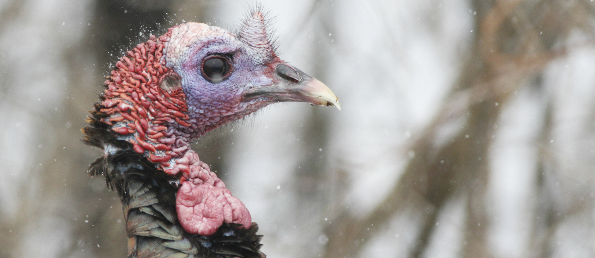 Wild turkeys on the rise Schoodic Institute
