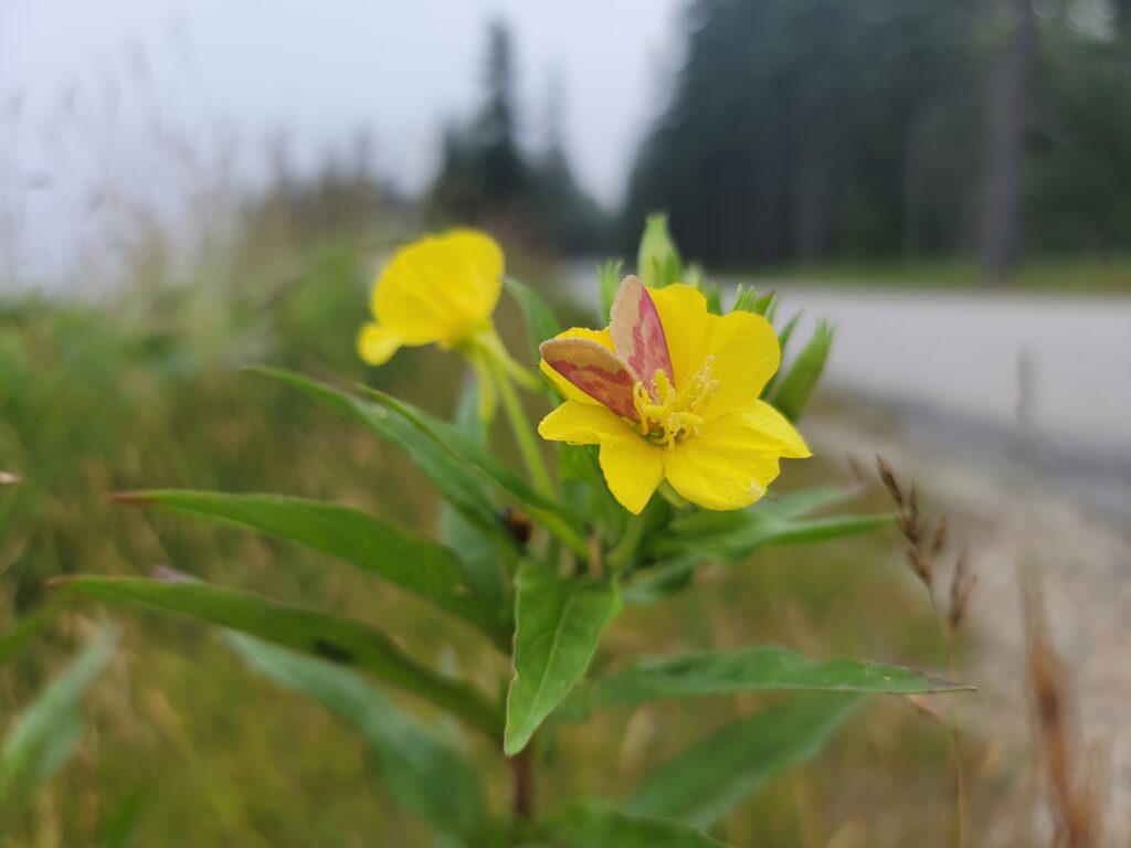 A pink and yellow moth rests on a yellow flower along a road.