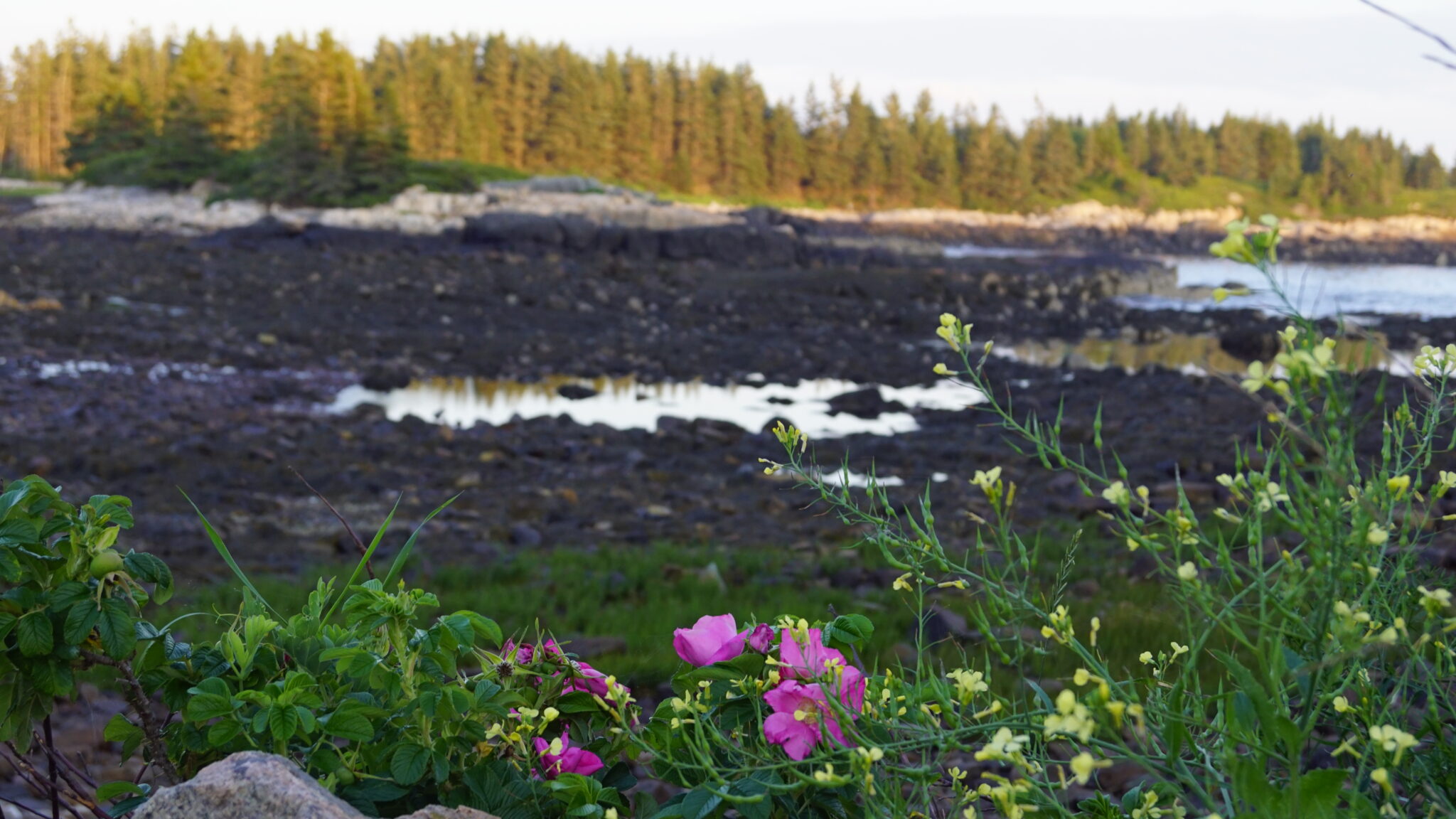 Flowers bloom at the sea's edge.