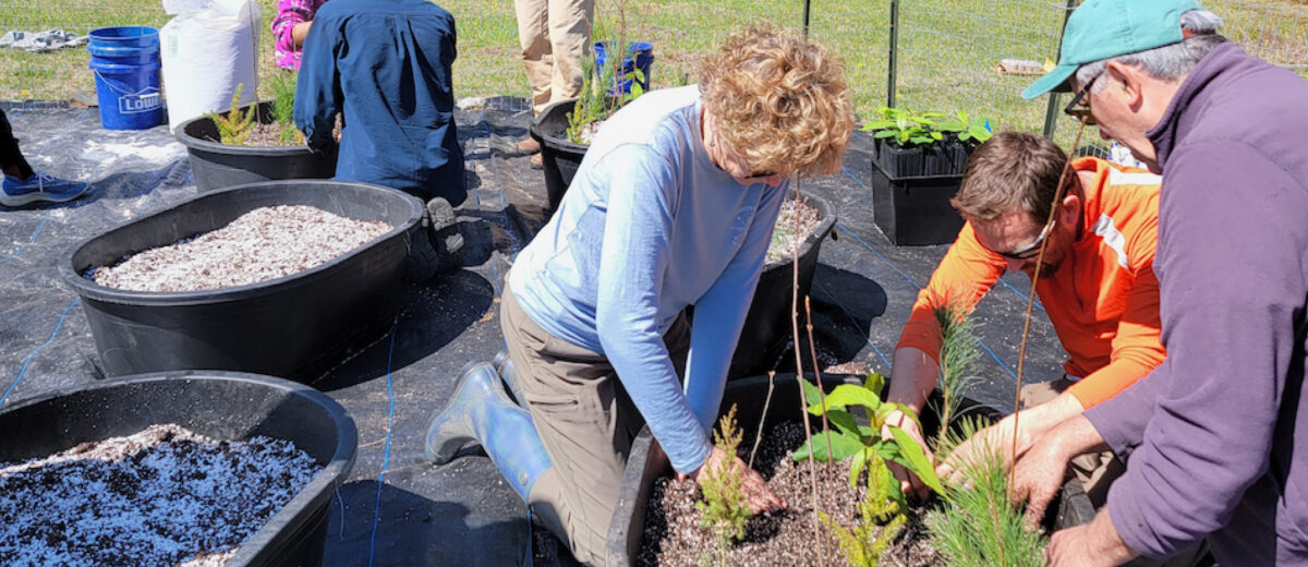 A group of scientists, researchers, and volunteers help to plant tree seedlings on the Schoodic Institute campus.