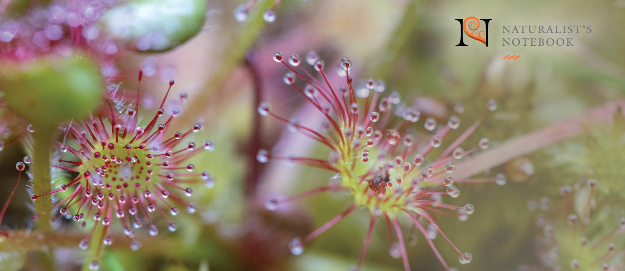 Close-up view of sundew