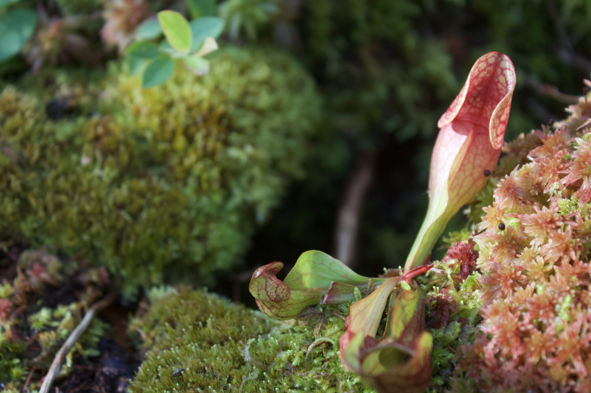 A red and green pitcher plant grows on top of moss.