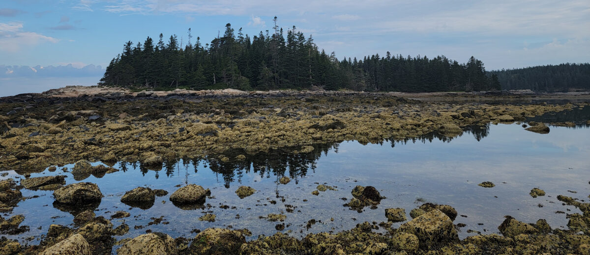 Pond Island, Maine at low tide