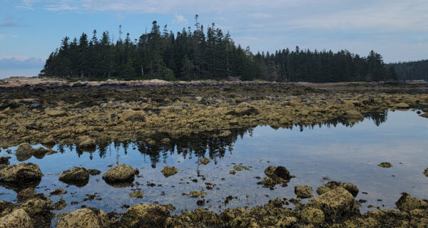 Pond Island, Maine at low tide