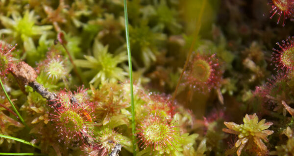 Sunlight shines on several sundew leaves and moss.