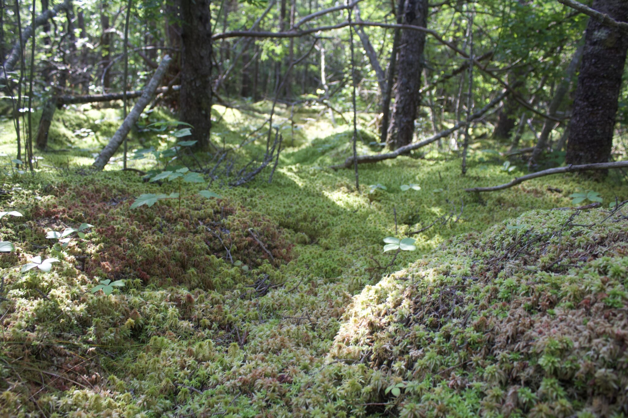A forest clearing is partially lit by the sun. Moss and a few small plants cover the ground.