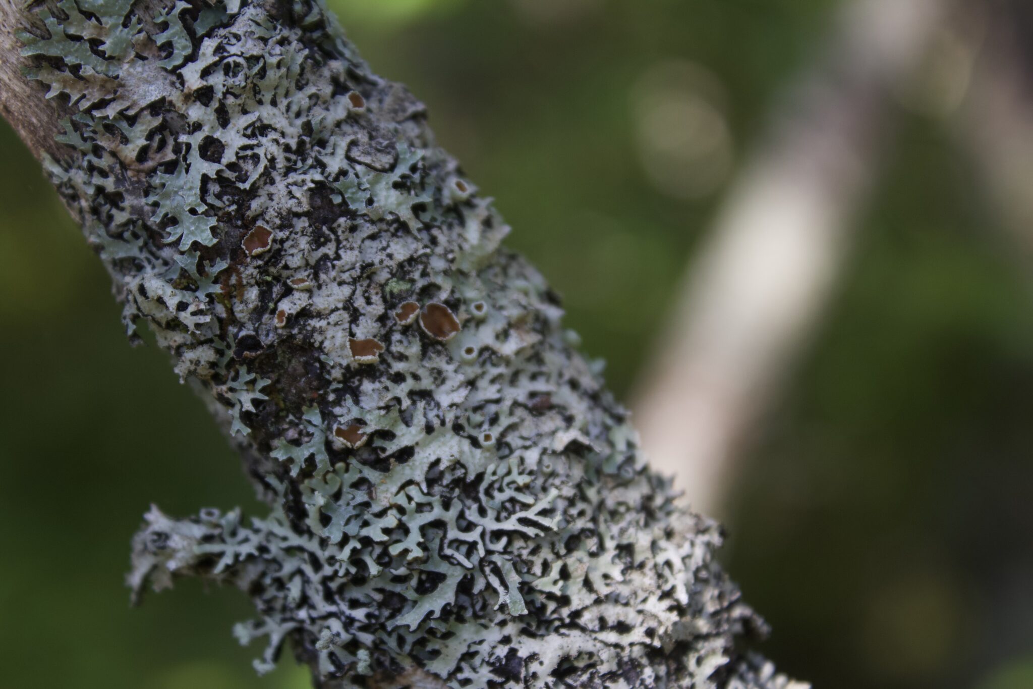 Blue-gray lichen grows on a tree branch.