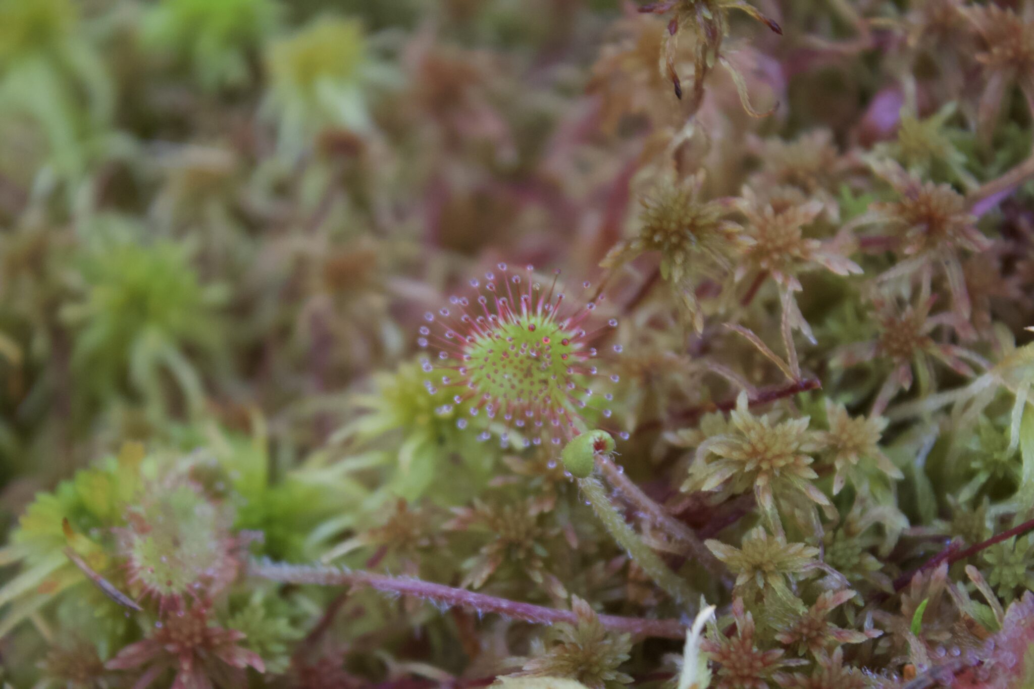 A round, green leaf is covered in thin red hairs that each have a droplet of clear liquid on the end.