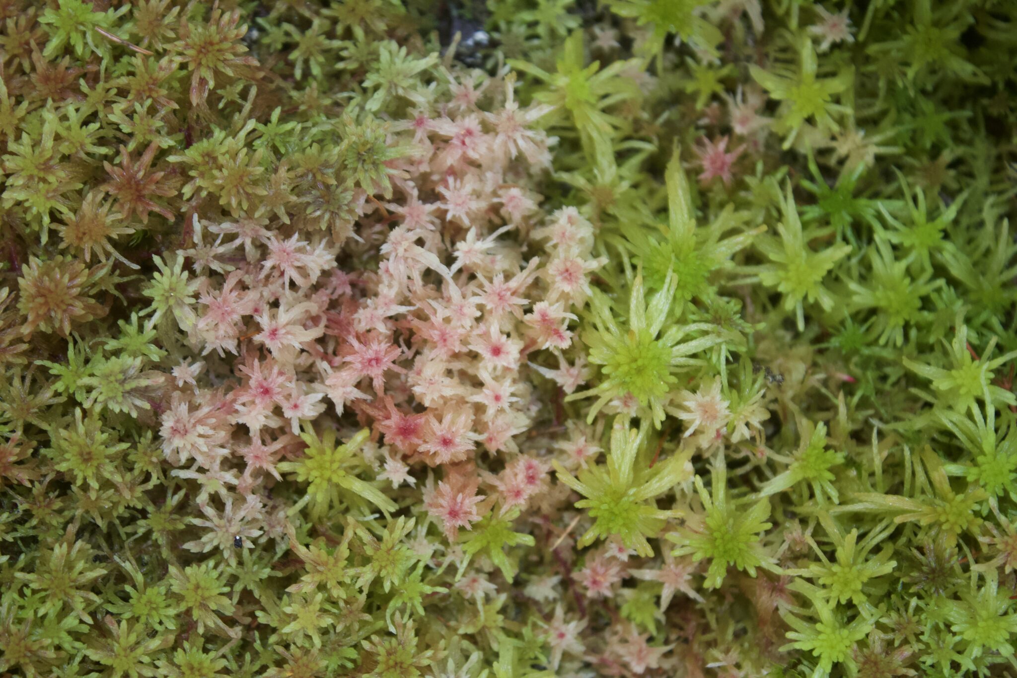 A close-up birds eye view of sphagnum moss.