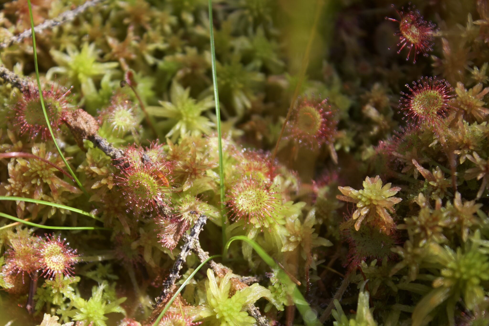 Sunlight shines on several sundew leaves and moss.