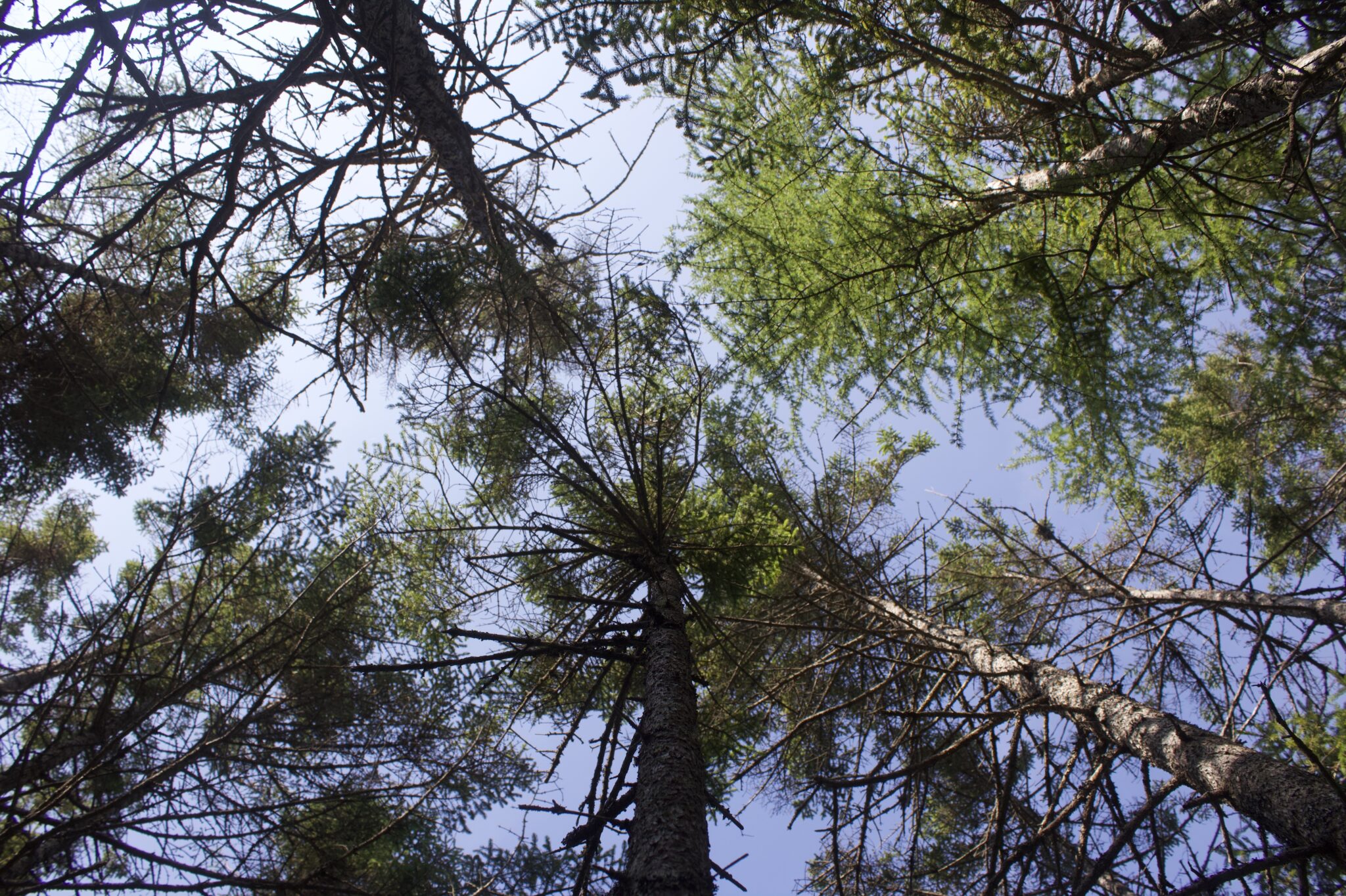 The canopy of trees overhead covers a blue sky.