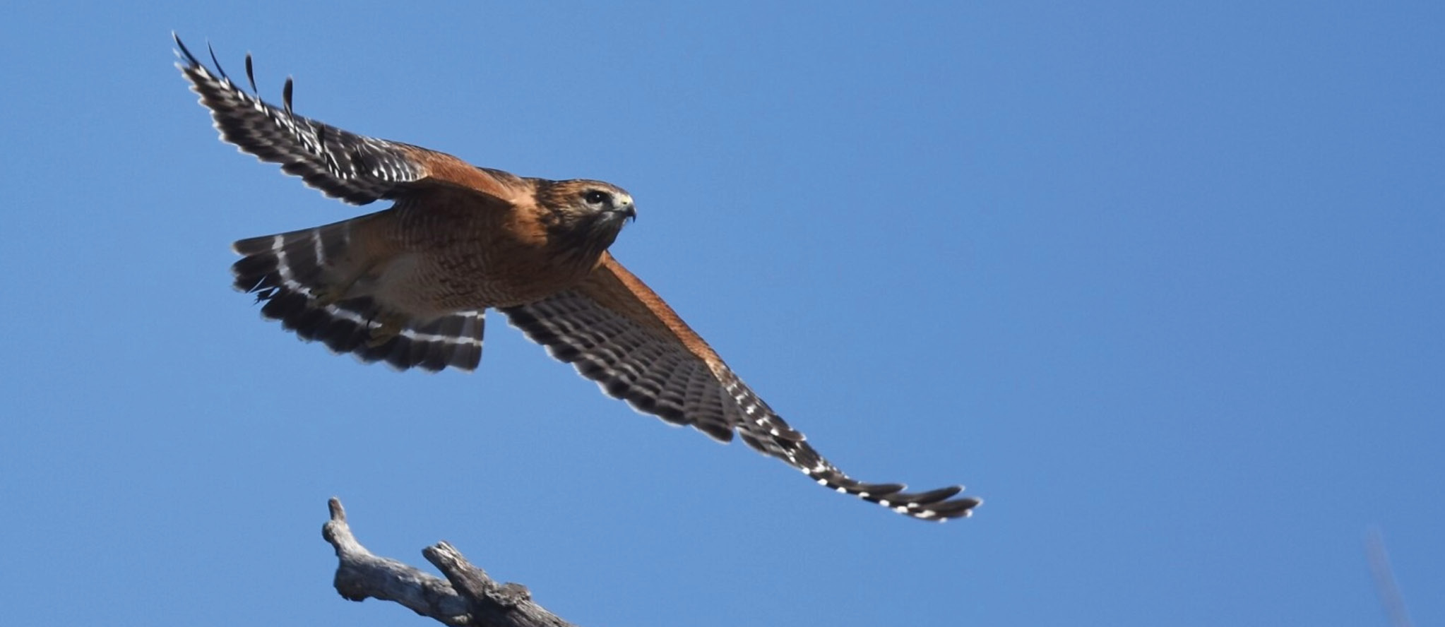 A hawk soars against a blue sky.