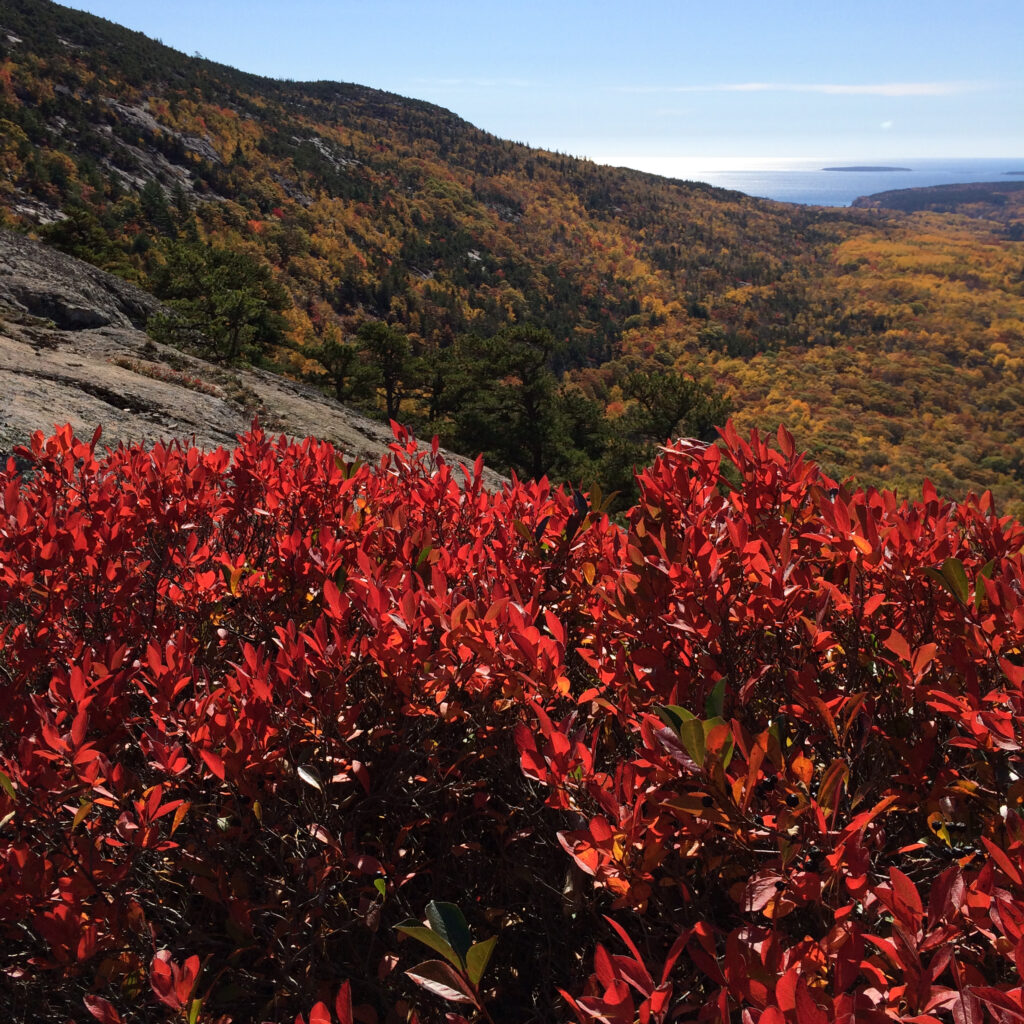 Climate change has shifted peak foliage season at Acadia National Park