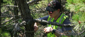 Researcher Caroline Kanaskie measures a pitch pine on Dorr Mountain in Acadia National Park.