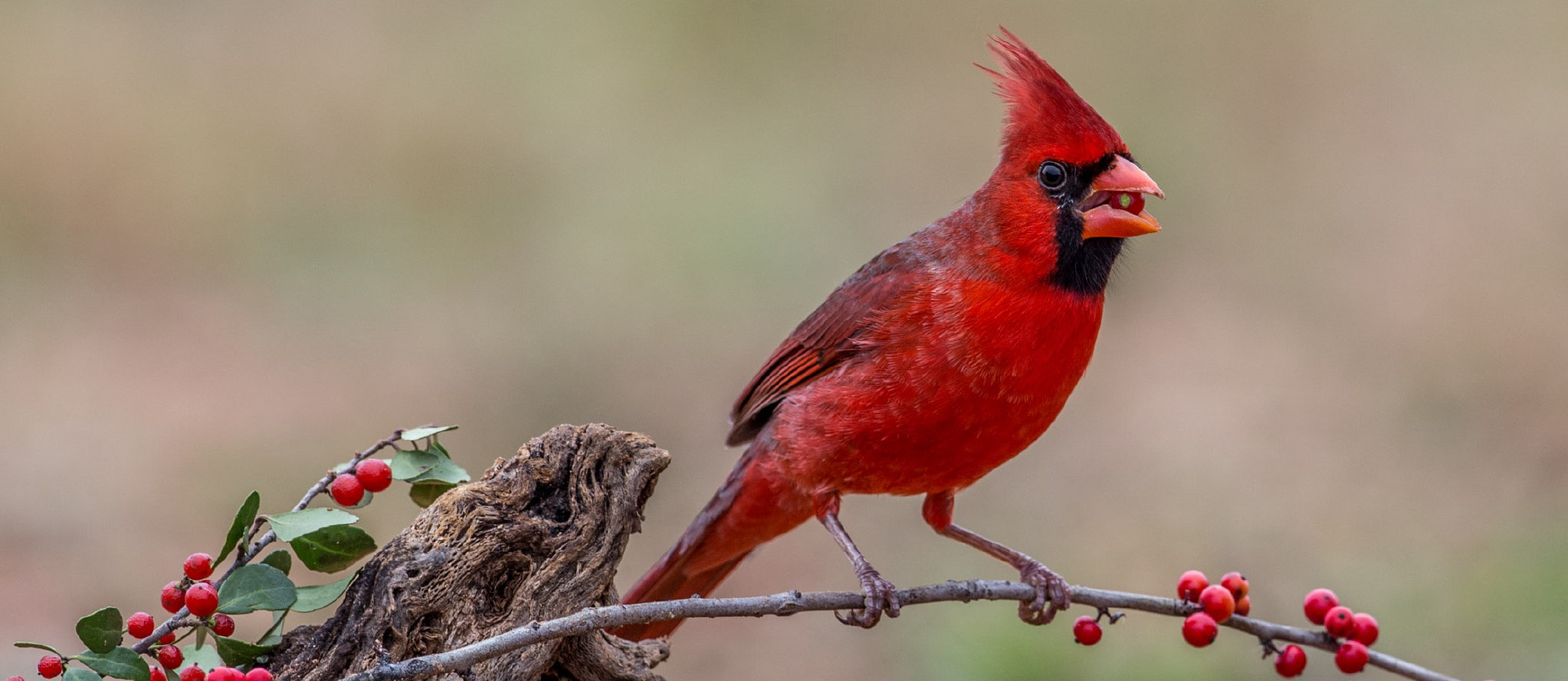 Northern cardinal perched on a branch.