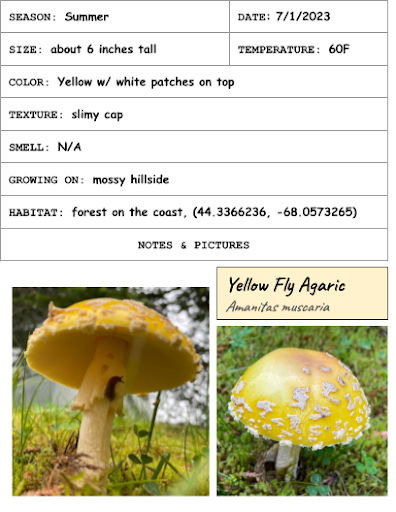 Notes on a Fly Agaric mushroom