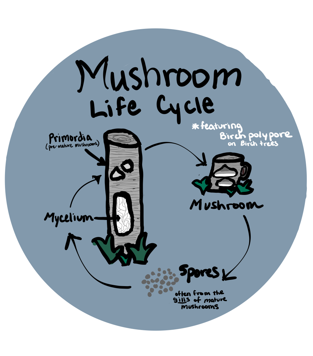 Illustrative graphic showing the life cycle of a mushroom.