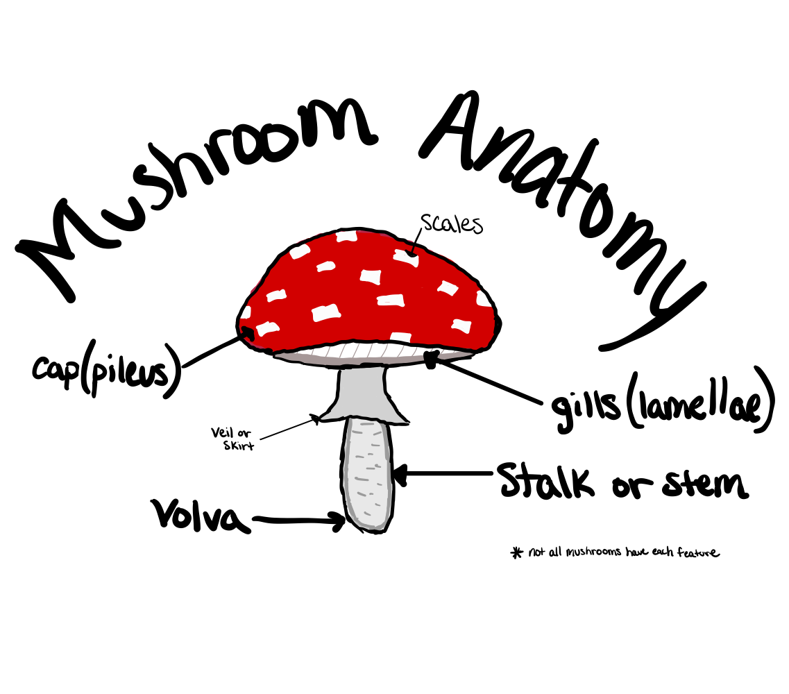 Illustrative graphic of a mushroom's anatomy.