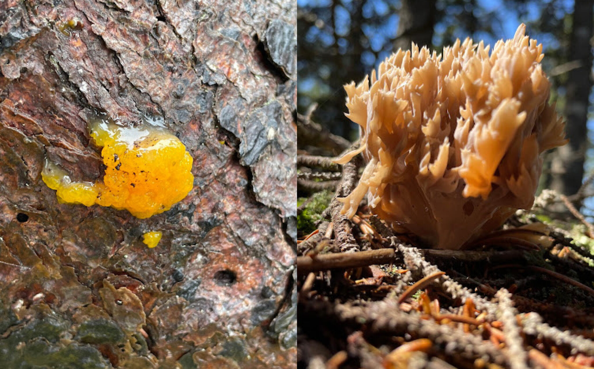 Witch's butter close-up view on the left, and on the right is a close-up view of a coral fungi.