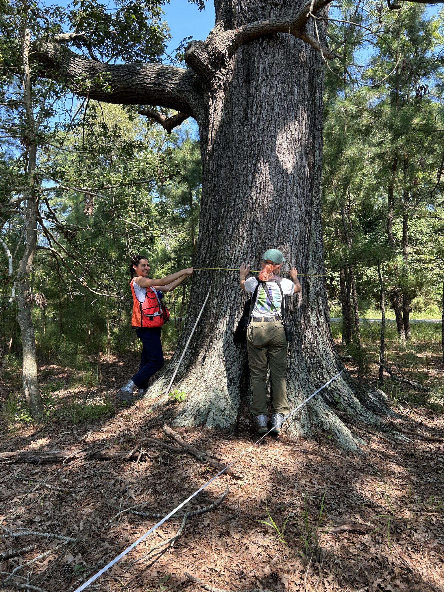 Olivia and Lucy measuring a Red Oak at Colonial National Historic Park.