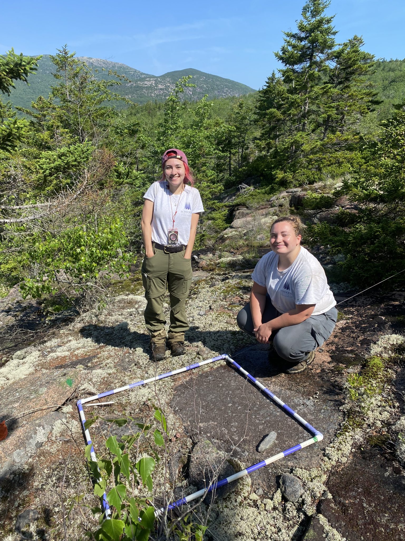 Two early-career researchers identifying plants in an empty quadrat on a mountain in Acadia National Park under a clear blue sky.