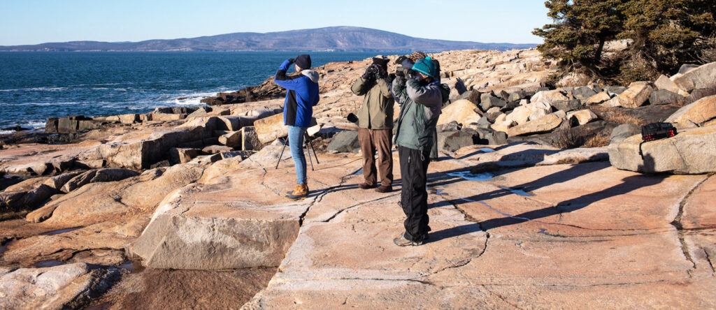A group of birders stand at Schoodic Point with binoculars pointed to the sky in search of migrating birds.