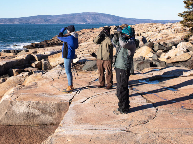 A group of birders stand at Schoodic Point with binoculars pointed to the sky in search of migrating birds.