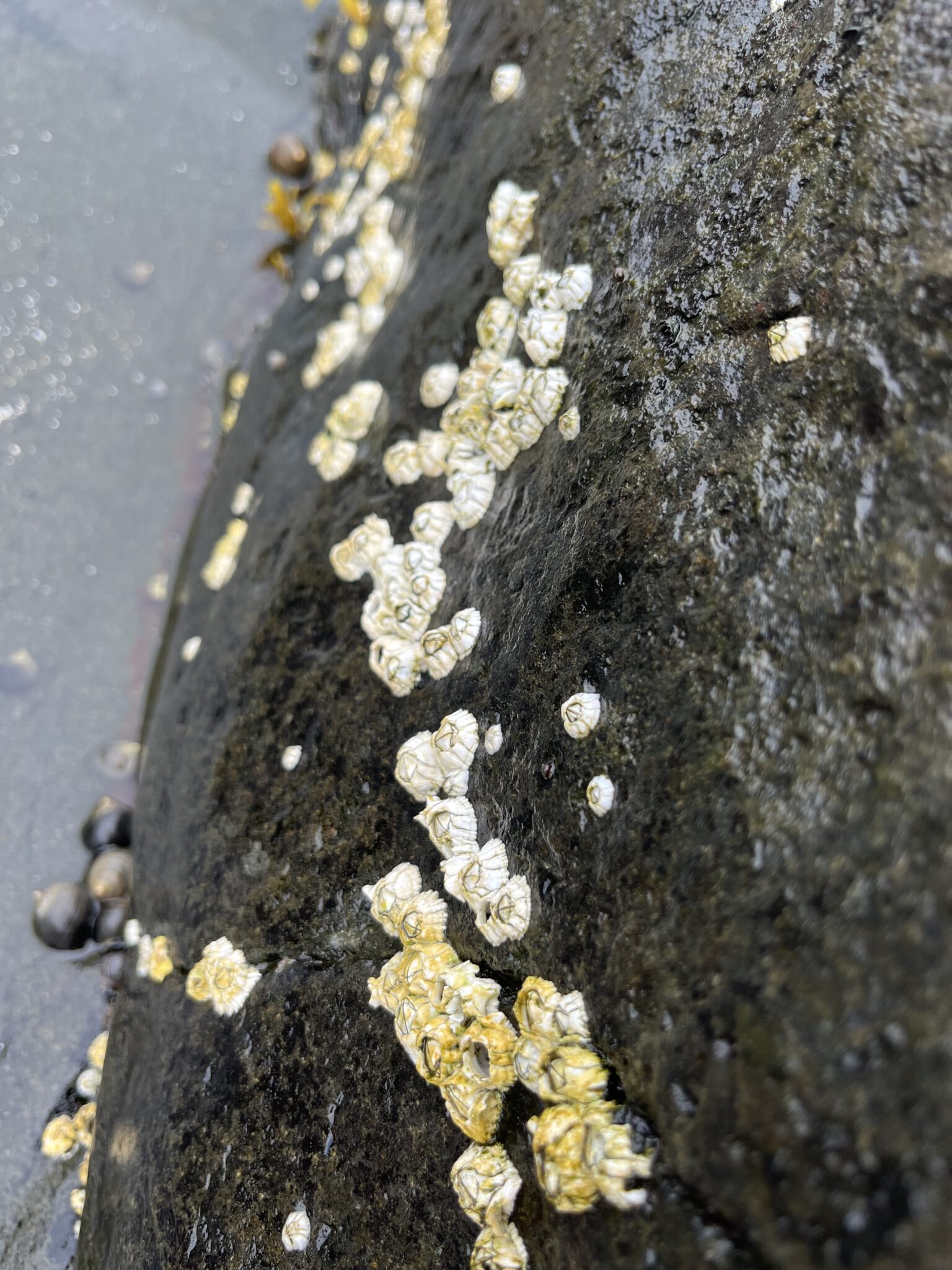 Barnacles clinging to a rock.