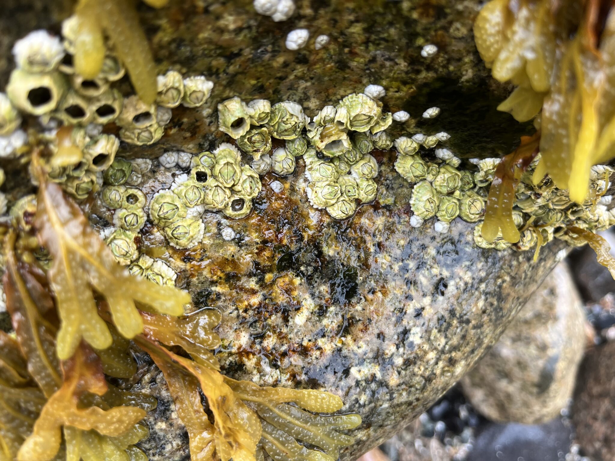Close-up view of barnacles clinging to a rock, surrounded by rockweed.
