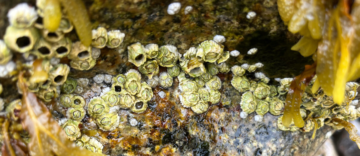 Detail view of barnacles clinging to a rock, surrounded by seaweed.