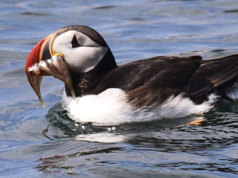 A puffin floats on the sea.