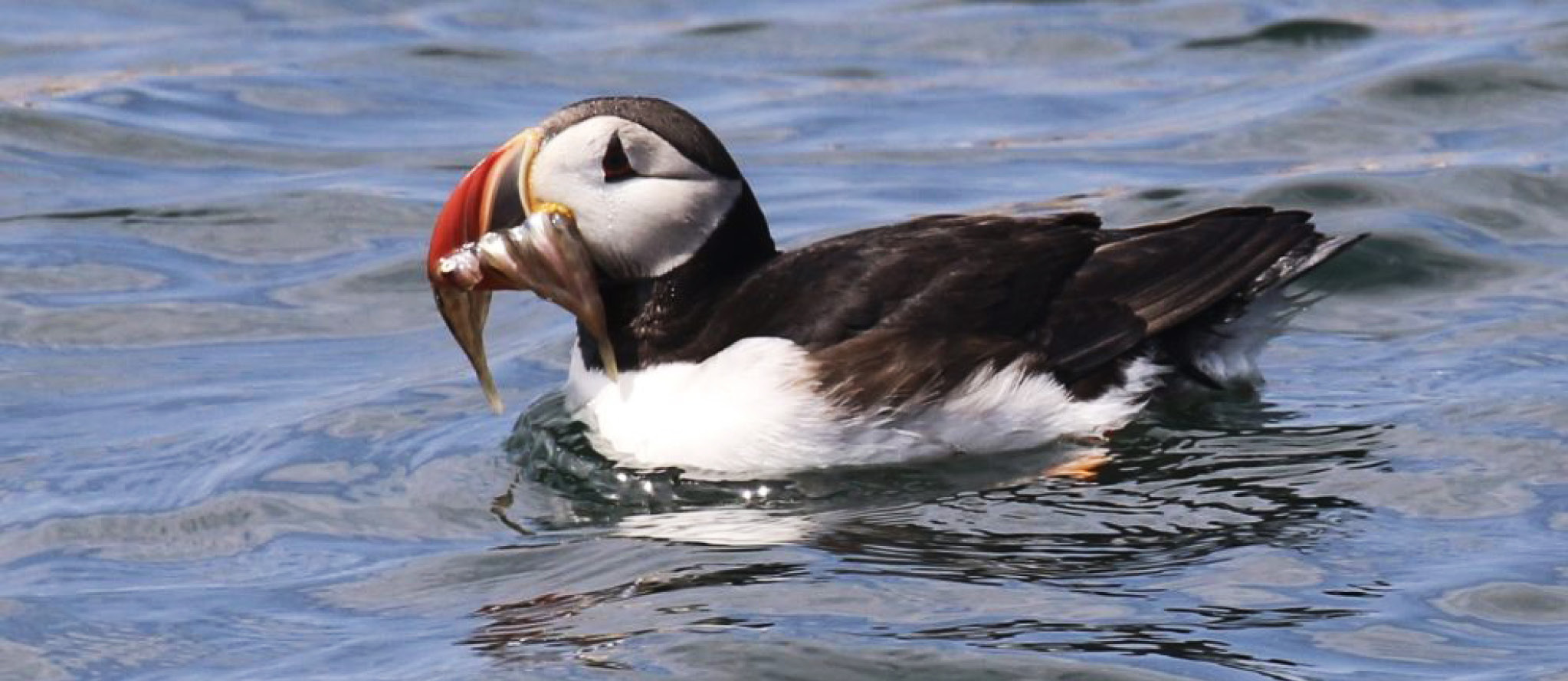 Bird Tours And Workshops Schoodic Institute   Bird Tours Page Banner 2024 