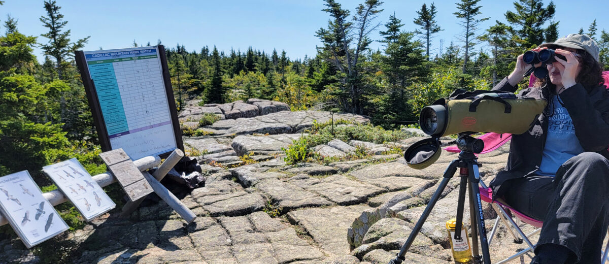 Research fellow Brooke Goodman holds binoculars while sitting near the summit of Cadillac Mountain during Hawk Watch on a clear blue sky day.