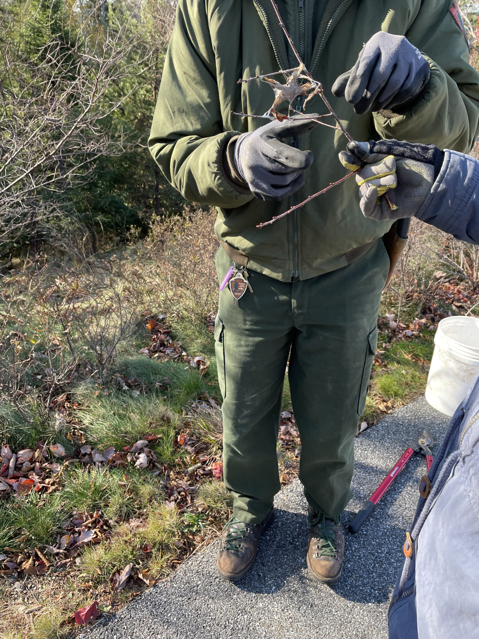 A member of Acadia National Park’s Vegetation Crew manages a browntail moth web.