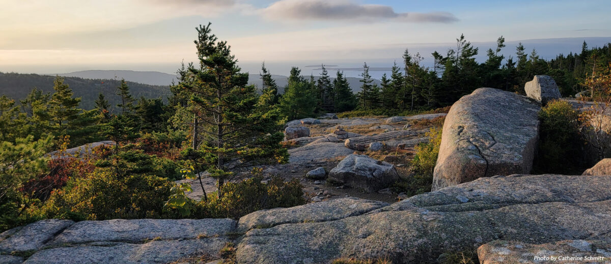 Alpine vegetation on the summit of a mountain in Acadia National Park as the sun rises.