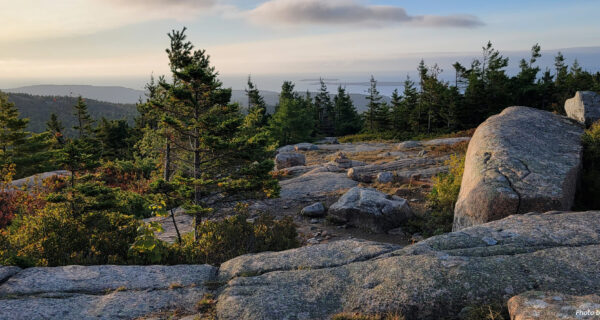 Alpine vegetation on the summit of a mountain in Acadia National Park as the sun rises.