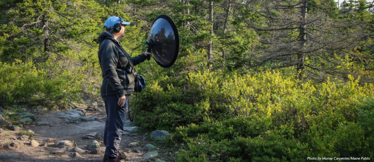 Standing on a rocky path that winds through thick trees, Laura Sebastianelli uses wildlife audio recording equipment to listen and record bird songs in Acadia.