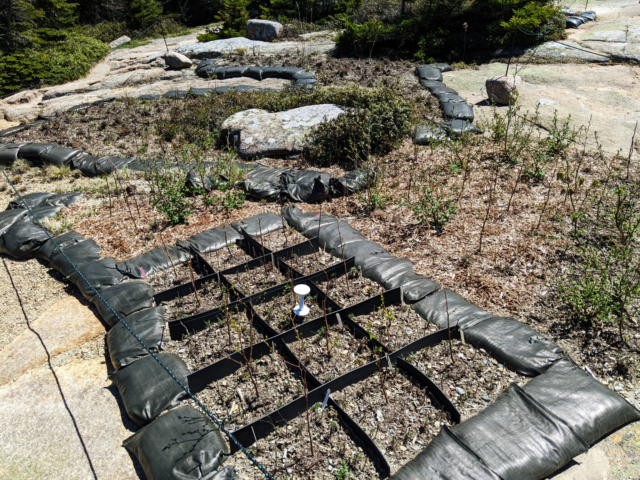 An angled view of a vegetation restoration plot on Cadillac Mountain where three-toothed cinquefoil has been planted and studied.