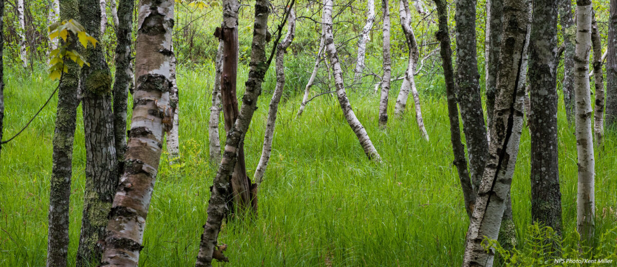 Birch trees growing among lush green grasses in a meadow in Acadia National Park.