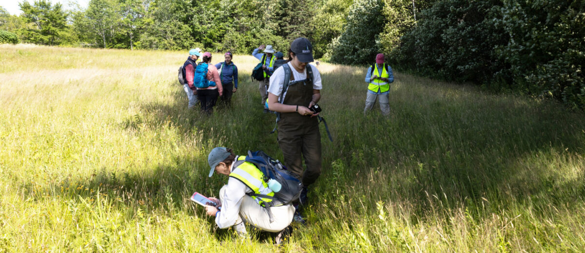 A group of researchers, ecology technicians, and volunteers gather together to monitor the biodiversity in a meadow during a "bioblitz".