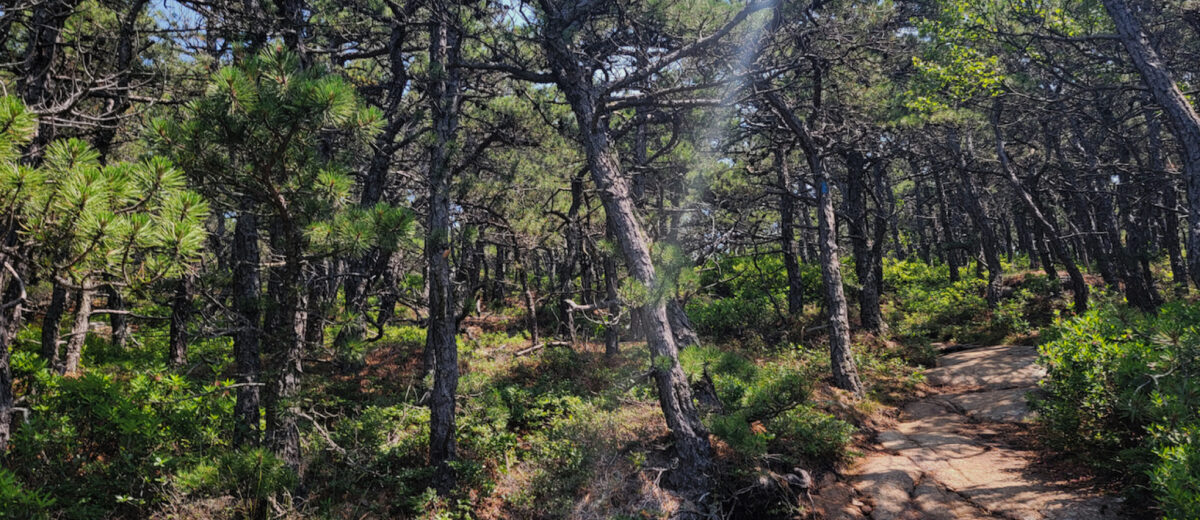 Pitch pines growing near the summit of Dorr Mountain in Acadia National Park.